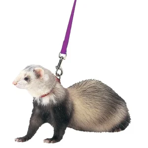 Marshall Ferret Harness and Lead Set Purple