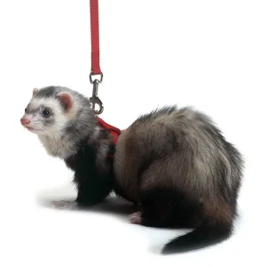 Marshall Ferret Harness and Lead Set Red