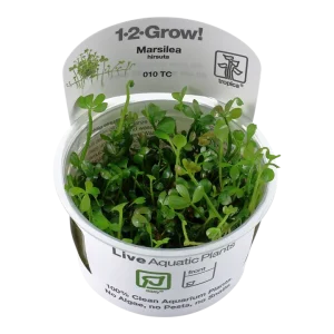 Marsilea hirsuta Tissue Culture by Tropica