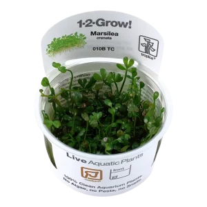 Marsilea Minuta Tissue Culture by Tropica