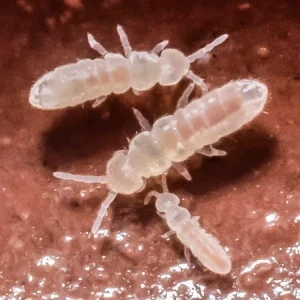 Master Culture Temperate White Springtail (Folsomia Candida)
