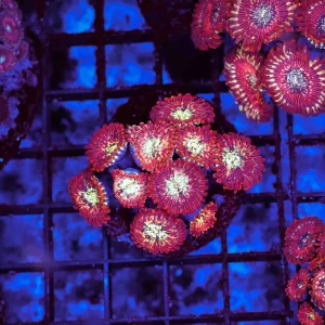 Mayhem Zoanthid Colony WYSIWYG - SAQ Coral Farm
