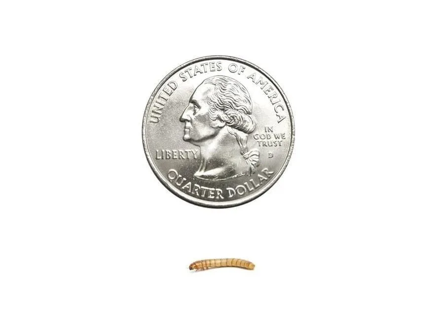 Mealworms FREE SHIPPING - Image 2