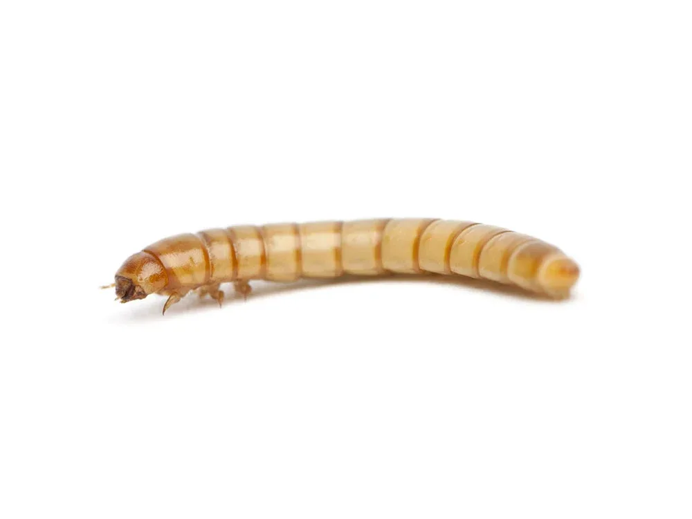 Mealworms FREE SHIPPING