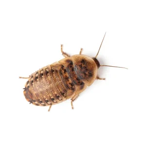 Medium 5/8" Dubia (Pet Stores Only)