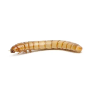 Medium Mealworms