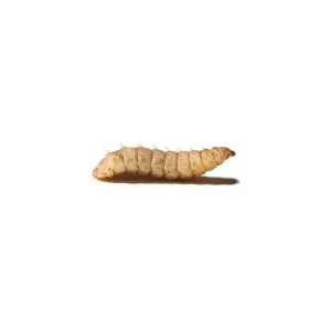 Medium NutriGrubs™ FREE SHIPPING
