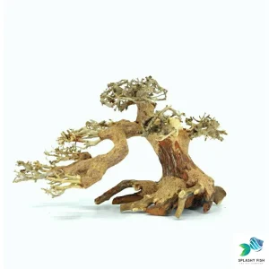 Medium Size Creeping Bonsai Driftwood Tree M101