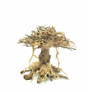 Medium Size Redwood Bonsai Driftwood Tree M221