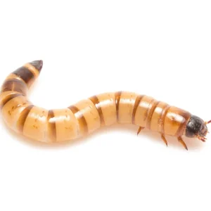 Medium Superworms