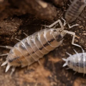 “Melba Dalmatian” Isopods (Porcellio scaber)