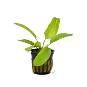 Melon Sword Aquatic Plant