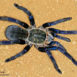 Melopoeus lividus – Cobalt Blue Tarantula (Cyriopagopus lividus) | Electric Blue Old World Fossorial | TDE