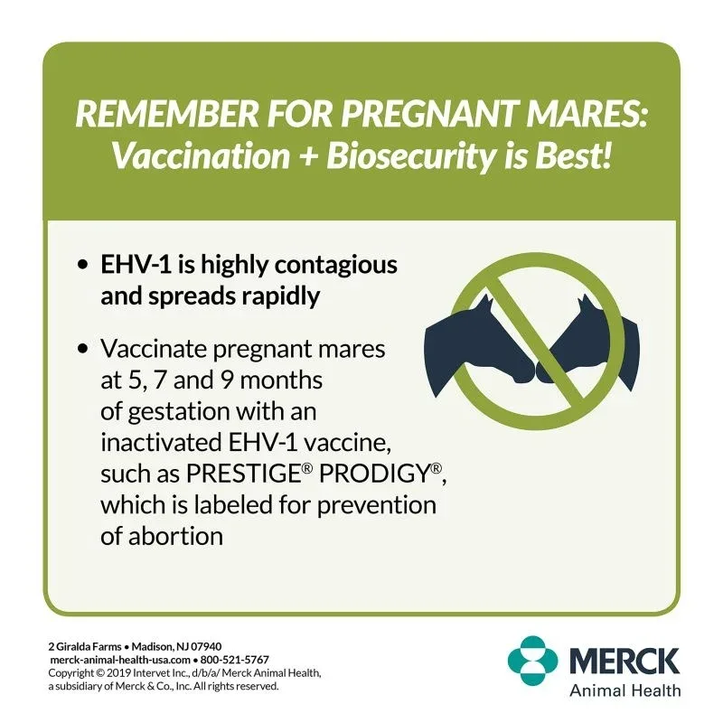 Merck Prestige Prodigy Vaccine Single Dose - Image 2