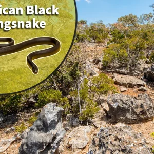 Mexican black kingsnake (Lampropeltis getula nigrita) Bioactive Vivarium Kit