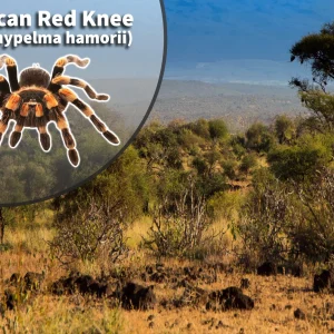 Mexican Red Knee (Brachypelma hamorii) Bioactive Habitat Vivarium Kit