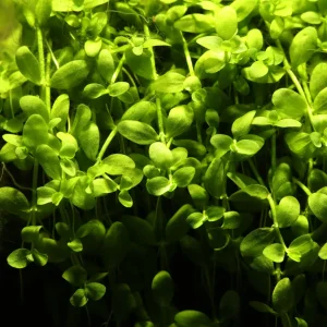 Micranthemum Tweediei 'Monte Carlo' Aquatic Plant