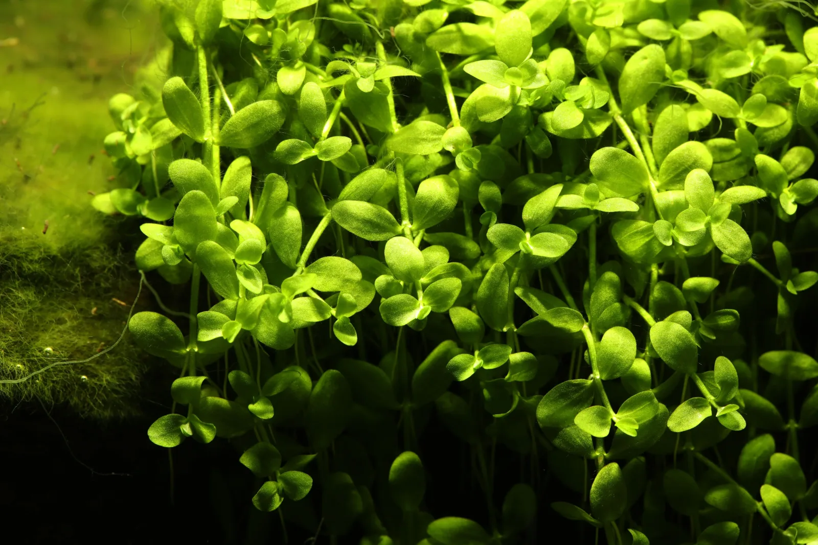 Micranthemum Tweediei 'Monte Carlo' Aquatic Plant