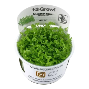Micranthemum tweediei 'Monte Carlo' Tissue Culture by Tropica
