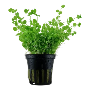 Micranthemum umbrosum Pot Plant by Tropica