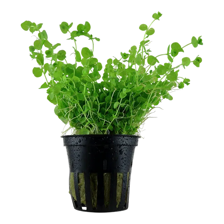 Micranthemum umbrosum Pot Plant by Tropica