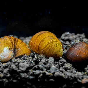 Military Helmet Nerite Snail