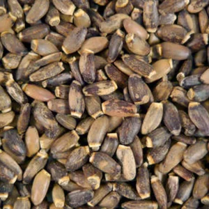 Milk Thistle Seeds for Birds