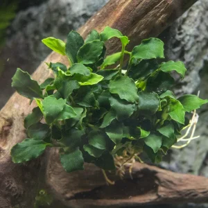Mini Anubias Kirin (Anubias sp. 'Mini Kirin') - Bare Root