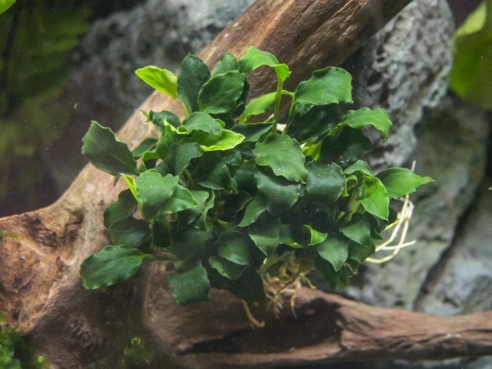 Mini Anubias Kirin (Anubias sp. 'Mini Kirin') - Bare Root
