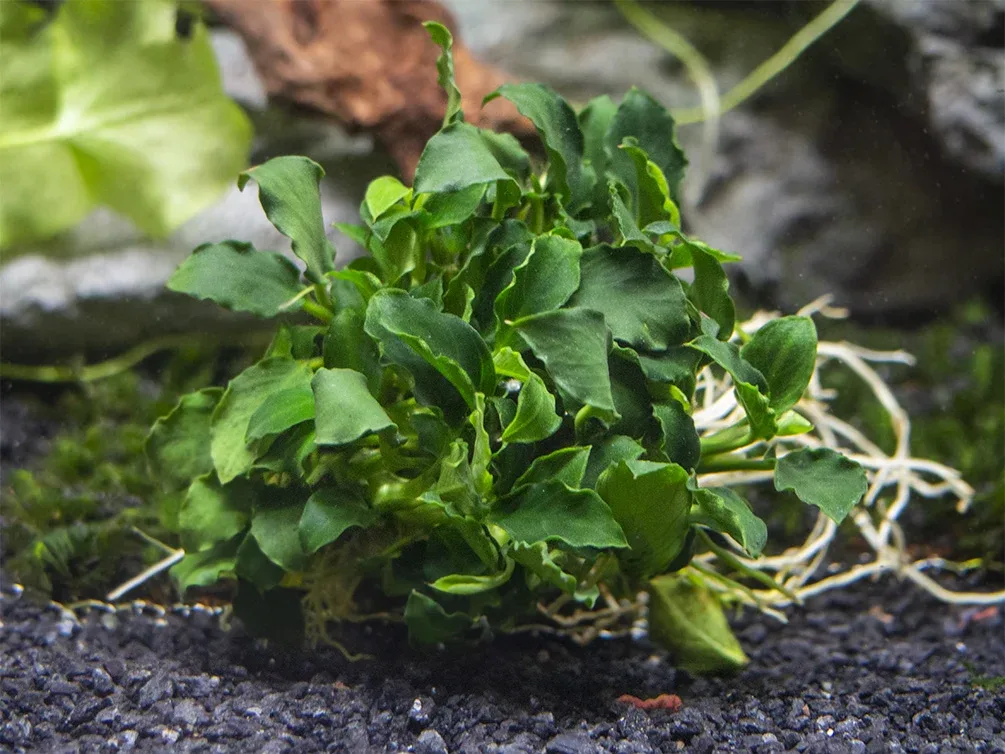 Mini Anubias Kirin (Anubias sp. 'Mini Kirin') - Bare Root - Image 2