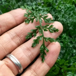 Mini Asian Water Fern (Bolbitis Heteroclita Difformis)