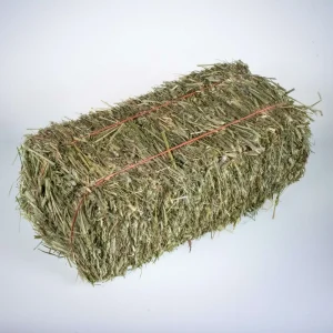 Mini Hay Bale - TIMOTHY BLUE BLEND