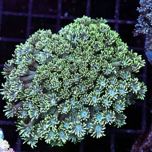 Mint Goniopora Colony WYSIWYG - SAQ Coral Farm