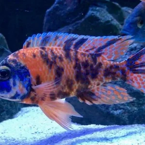 Mixed OB Peacock
