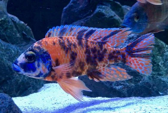 Mixed OB Peacock