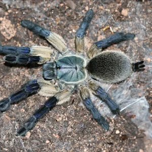 Monocentropus balfouri - Socotra Island Blue Tarantula for Sale | TDE