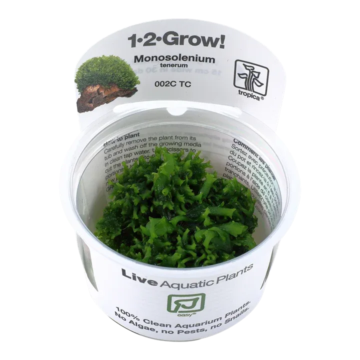 Monosolenium tenerum Tissue Culture by Tropica
