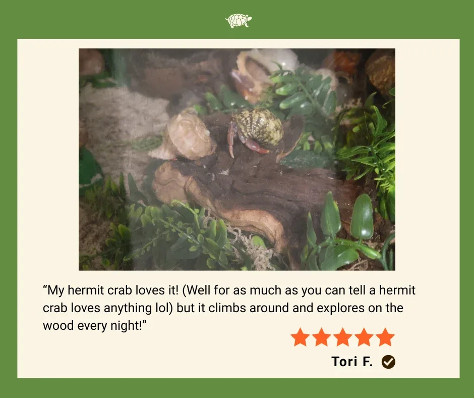 Mopani Wood for Terrarium or Aquarium - Image 2