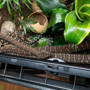 Morelia Bredli Python (Captive Bred) | Centralian Carpet Python, Indy