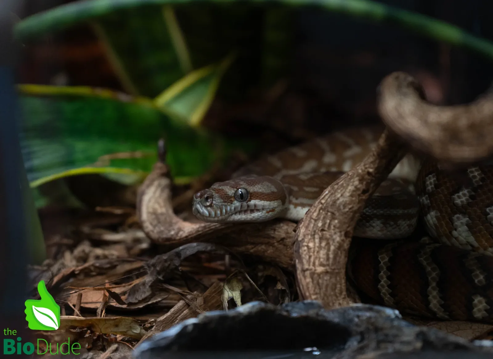 Morelia Bredli Python (Captive Bred) | Centralian Carpet Python, Marshmallow - Image 2