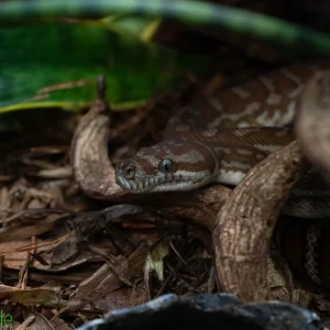 Morelia Bredli Python (Captive Bred) | Centralian Carpet Python, Marshmallow