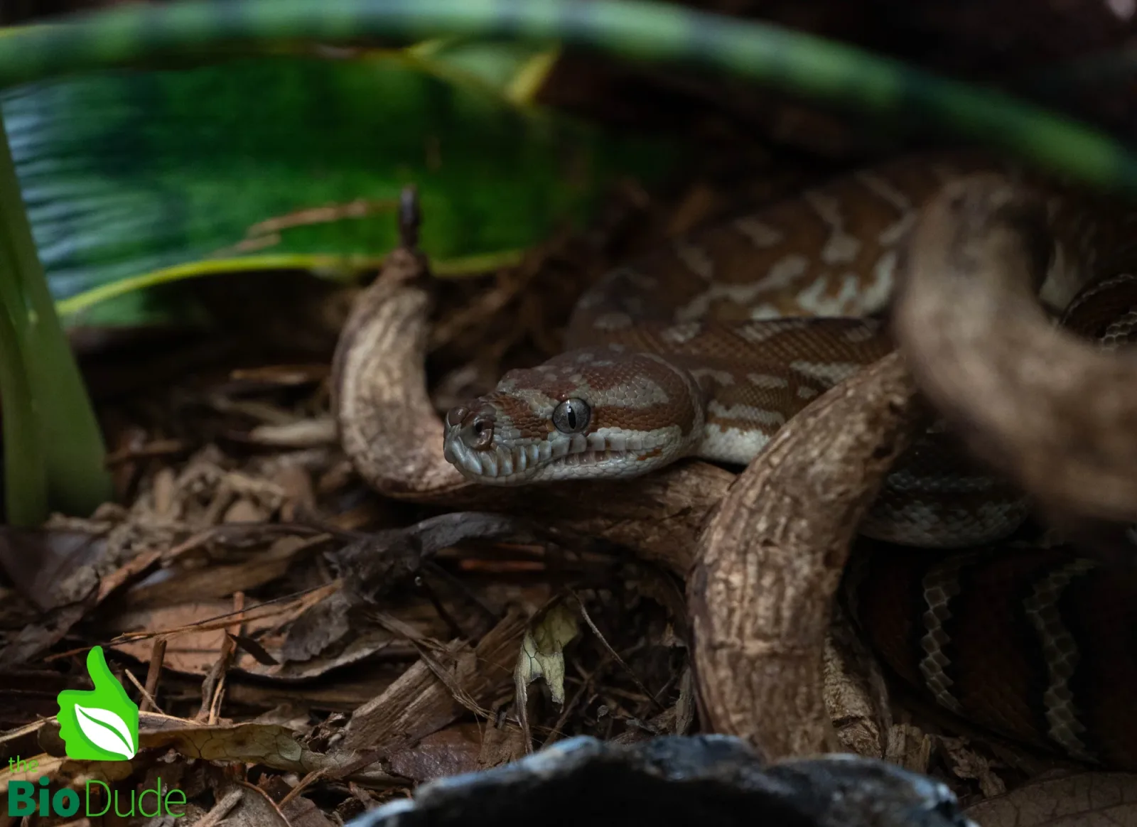 Morelia Bredli Python (Captive Bred) | Centralian Carpet Python, Marshmallow