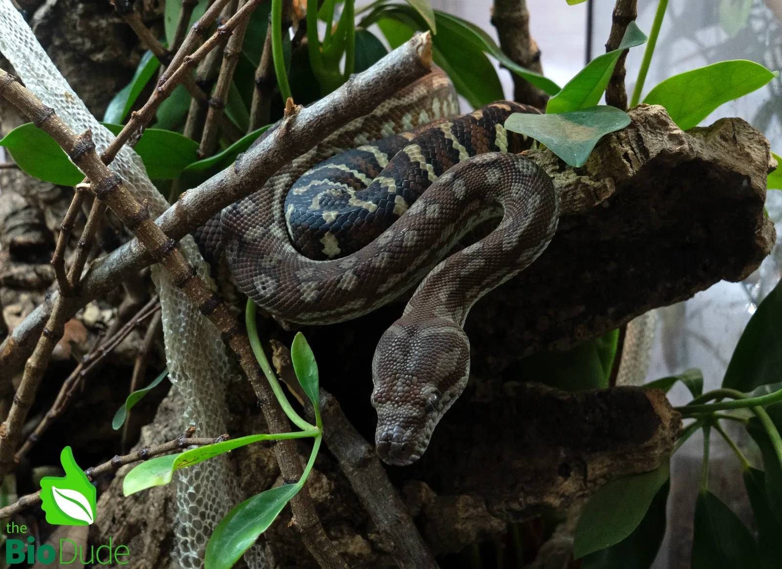 Morelia Bredli Python (Captive Bred) | Centralian Carpet Python, Missy - Image 2