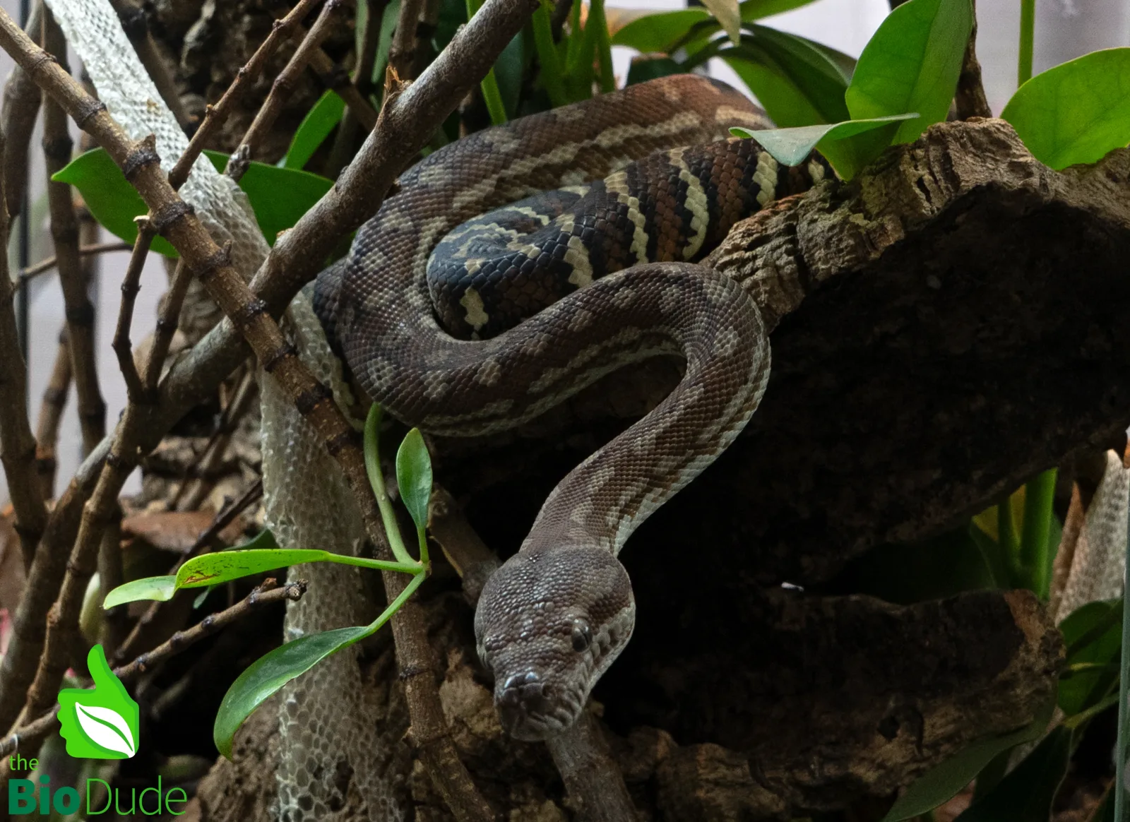 Morelia Bredli Python (Captive Bred) | Centralian Carpet Python, Missy