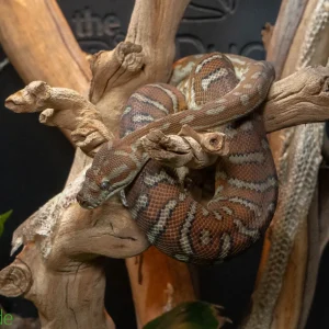 Morelia Bredli Python (Captive Bred) | Centralian Carpet Python, Peanut