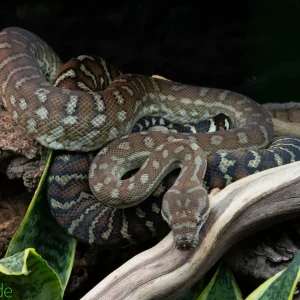 Morelia Bredli Python (Captive Bred) | Centralian Carpet Python, Pom Pom
