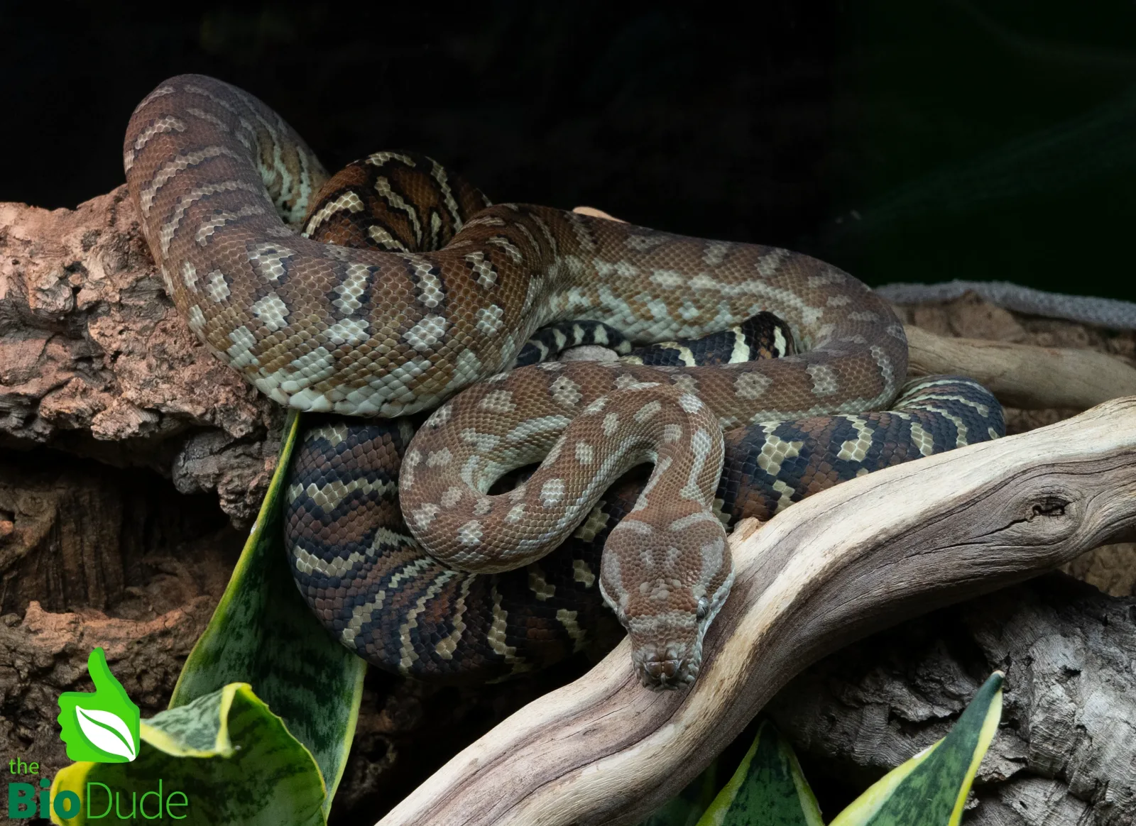 Morelia Bredli Python (Captive Bred) | Centralian Carpet Python, Pom Pom