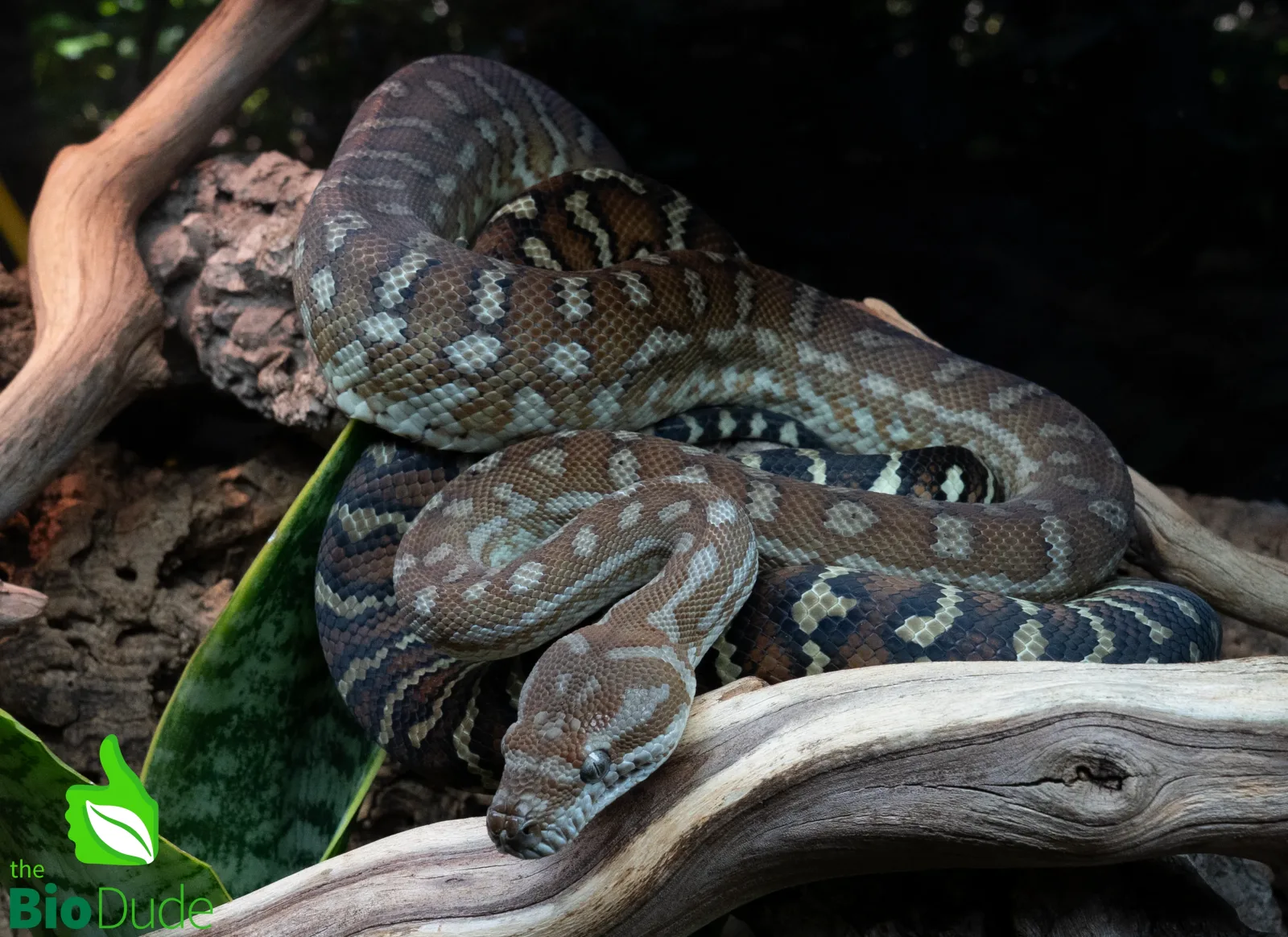 Morelia Bredli Python (Captive Bred) | Centralian Carpet Python, Pom Pom - Image 2