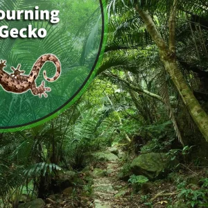 Mourning Gecko (Lepidodactylus lugubris) Bioactive Vivarium Kit