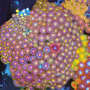 Multi-Zoa Combo Coral Colony WYSIWYG - SAQ Coral Farm
